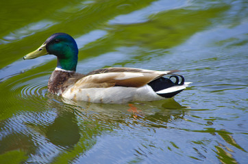 Swimming duck