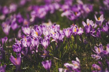 Beautiful violet crocus flowers growing in the grass, the first sign of spring. Seasonal easter background.