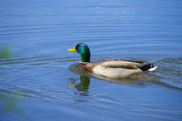 Duck Swimming