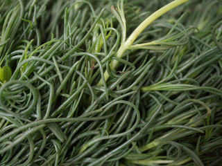 healthy vegetable organic