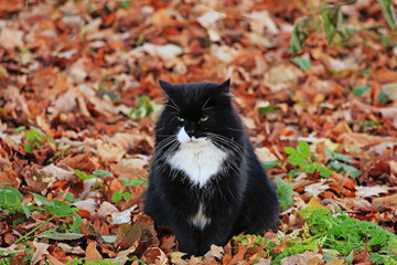 Naklejka na ściany i meble black cat on the autumn lawn