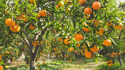 Fototapeta premium Tangerine słoneczny ogród z zielonymi liśćmi i dojrzałymi owocami. Sad mandarynkowy z dojrzewającymi owocami cytrusowymi. Tło naturalne jedzenie na zewnątrz