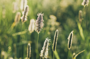 Field with green sunny ears at spring time, soft focus