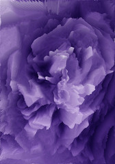 Violet rose background