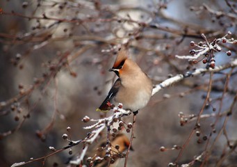 Bird sitting on a branch