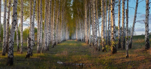 Zelfklevend Fotobehang Avond in berkenbos © Валерий Шейкин