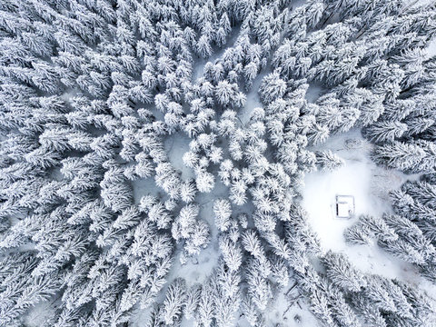 Aerial view of trees covered with snow during winter
