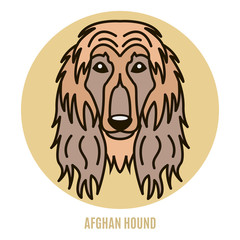 Portrait of Afghan Hound