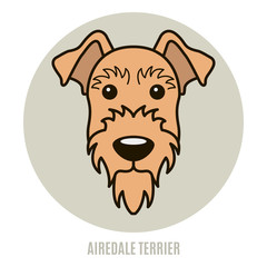 Portrait of Airedale Terrier