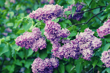 Obraz premium Branch of lilac flowers with green leaves, floral natural vintage hipster background