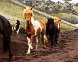 Fototapeta na wymiar Several Icelandic horses run on a slope in the highlands, an animal with brown-white fur is defining the image, a local motif - Location: Iceland