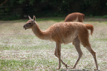 Lama in the enclosure of the zoo