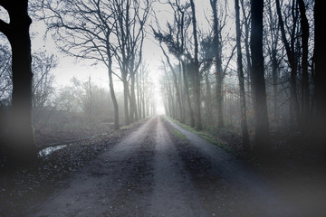 Fototapeta premium Trail through a mysterious dark old forest in fog. Autumn morning in Crimea. Magical atmosphere. Fairytale