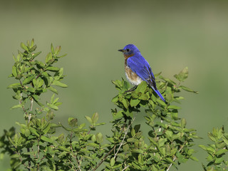 Male Eastern Bluebird in Spring