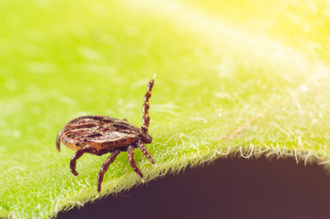 A dangerous parasite and infection carrier mite sitting on a green leaf