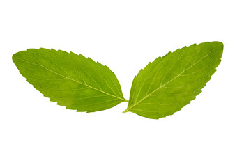 Melissa leaves on white background