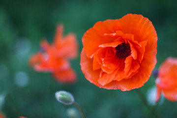 one blooming red poppy on a green background