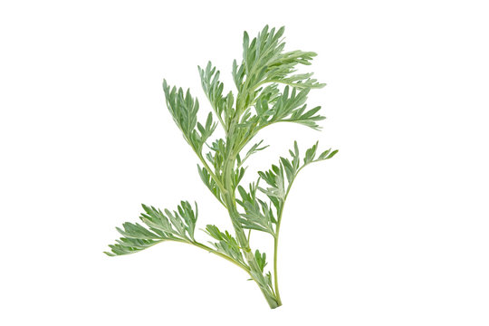 medicinal plant of wormwood on white background