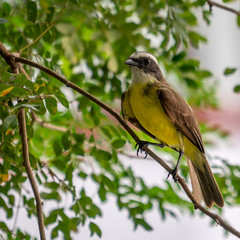yellow bird