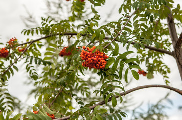 bunch of ash on a branch