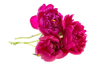red peony flower on a white background