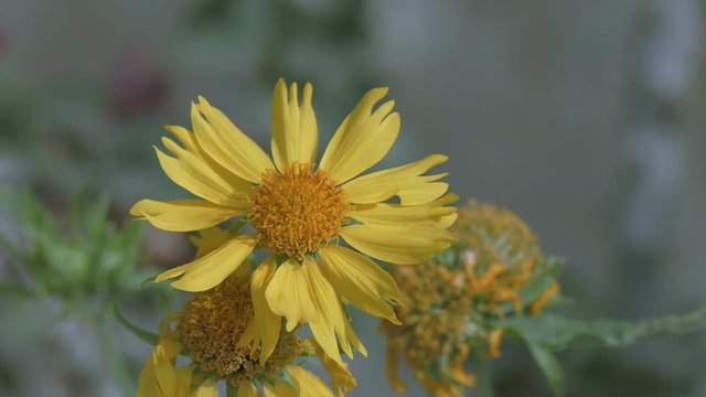 A yellow chrysanthemum coronarium at vind front of gray blurred background