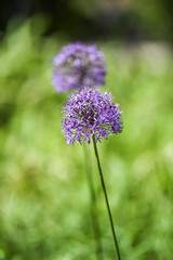 Blooming spring in the garden of onion flower.