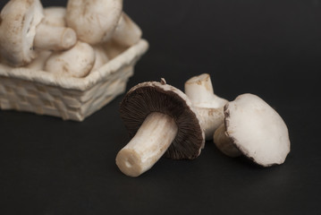 Fresh White Raw Mushrooms on a black Surface. close Up Mushroom food ingredient.