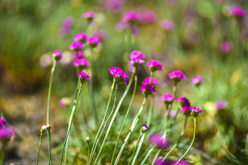 Pink small flowers blooming in the garden in the spring.