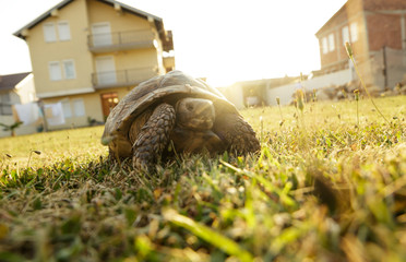low angle view of walking turtle on green grass at garden