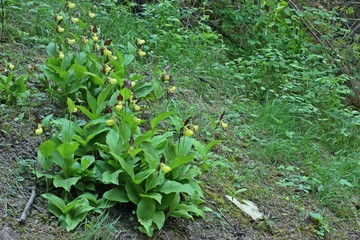 Gelber Frauenschuh (Cypripedium calceolus) 
