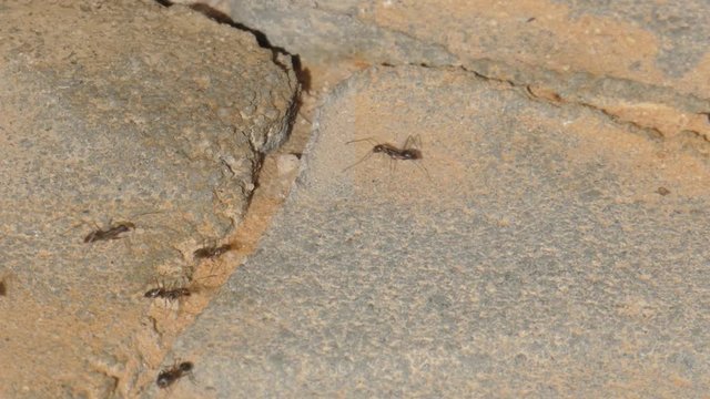 Real time video as the ants migrate their larvae to a new anthill