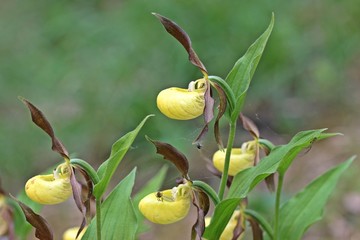 Gelber Frauenschuh (Cypripedium calceolus) mit Spinnen