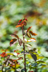 Blooming rose buds in the garden in spring time.