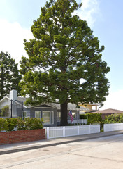 Residence and a large pine tree San Diego CA.