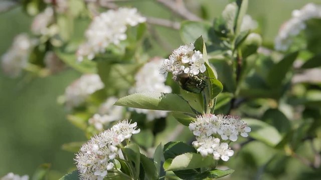 A dung beetle sits on a Bush with white flowers. The wind blows, the branches swing