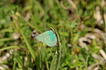Grüner Zipfelfalter (Callophrys rubi) 
