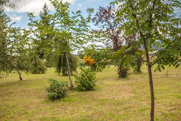 bunch of ash on a branch