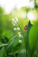 small ladybug crawling on a forest glade scented flowers with white lilies in the dew