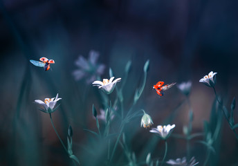 two ladybugs fly in a forest clearing with beautiful white flowers in blue tones