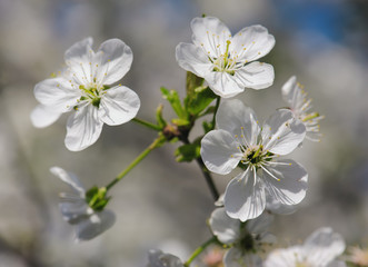 Fototapeta premium Blossoming of cherry flowers in spring time, natural seasonal floral background