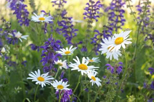 Blue, White And Yellow Summer Flowers