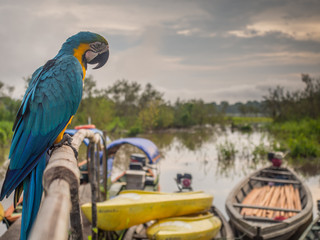 Beautiful, blue and yellow parrot