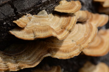 Hairy bracket (Trametes hirsuta)