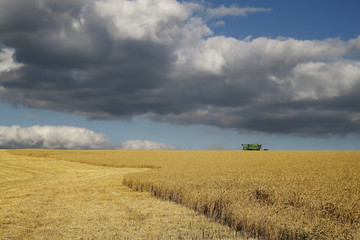 Fototapeta premium Wheat field, reaping green harvester, sky with beautiful clouds