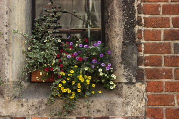 Flowers on the window