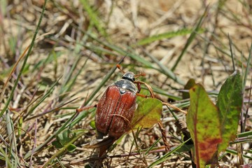 Weiblicher Feldmaikäfer (Melolontha melolontha)