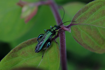 Grüner Steinbockkäfer - Stockfoto