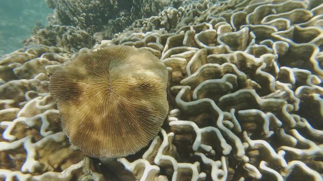 A Living Mushroom Coral, Fungia Scruposa, Sitting On A Heliopora Coral In The Maldives