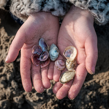 Two children's hands holding seashells on the beach